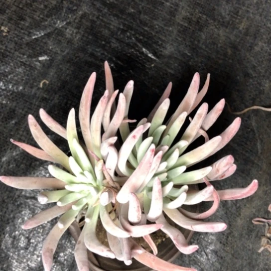 双头起发埃杜丽丝