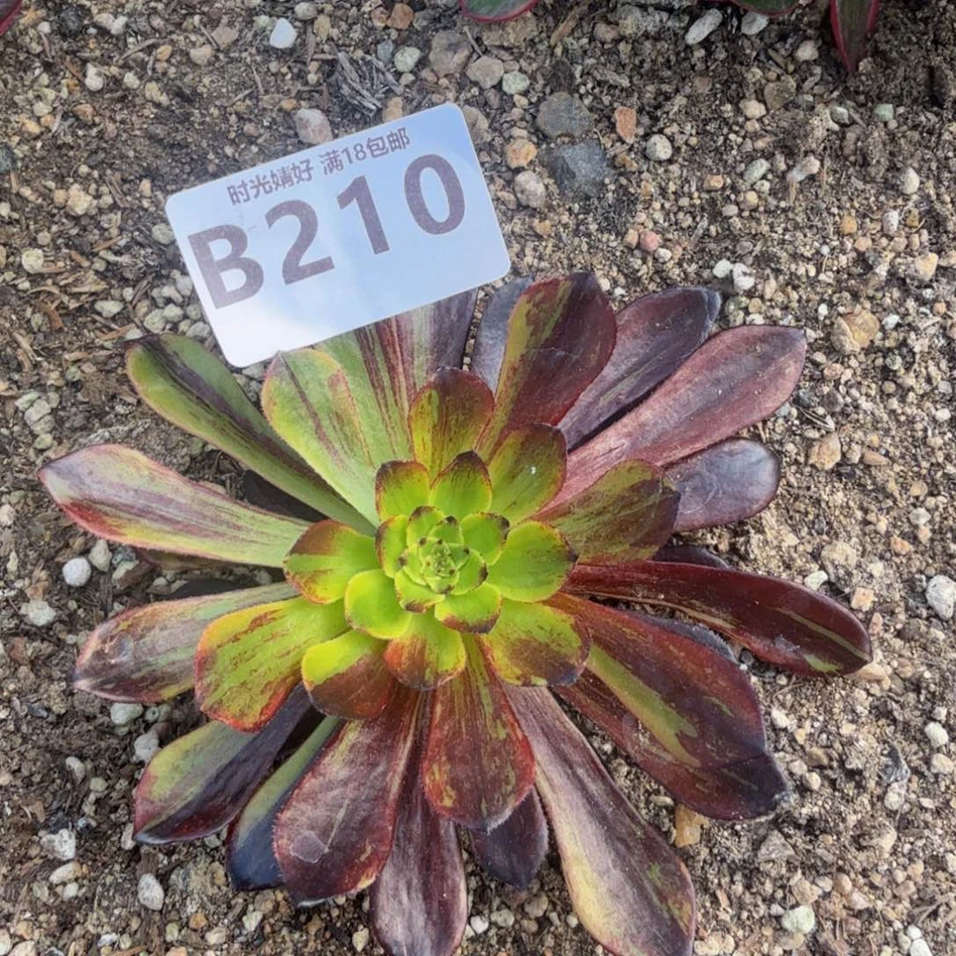 210莫兰迪。多肉植物