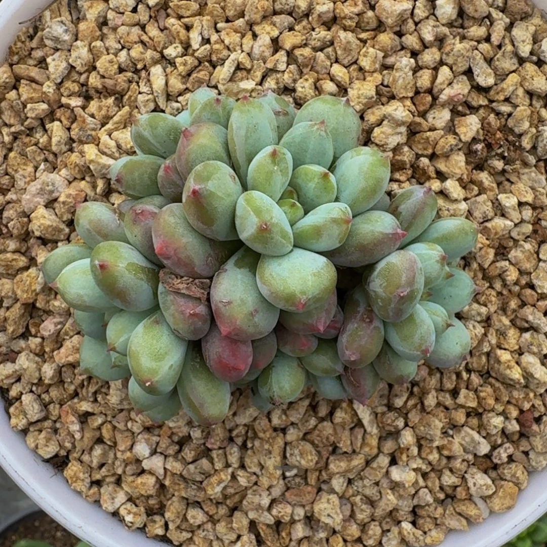 美人杂交 一物一拍