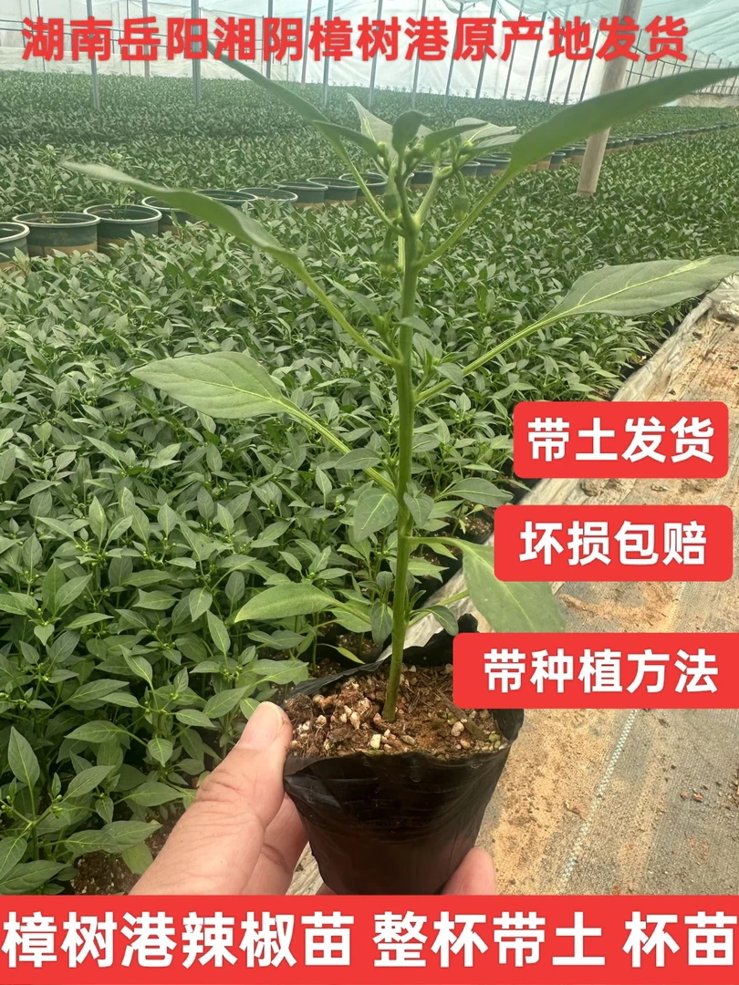 顺丰直达正宗樟树港辣椒苗杯苗阳台楼顶小菜园皆可种