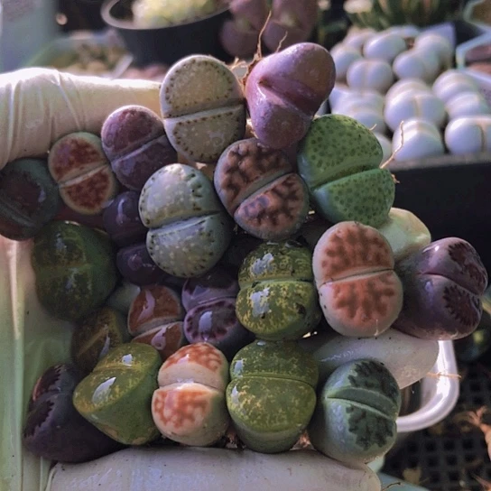 无花朵0868，1.6-2厘米21棵彩色