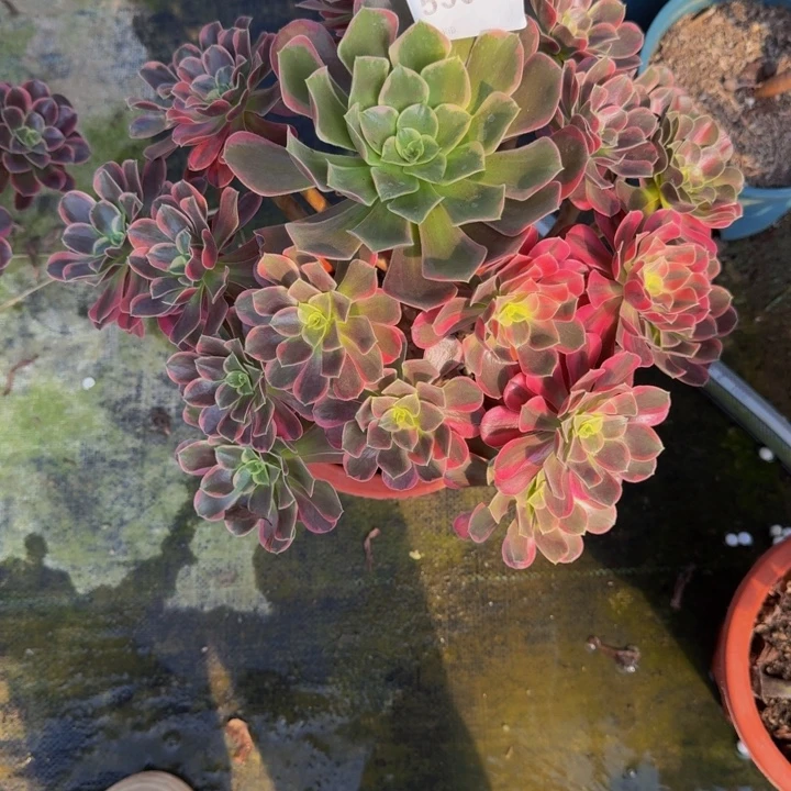 00000000539金丝玫瑰花脸