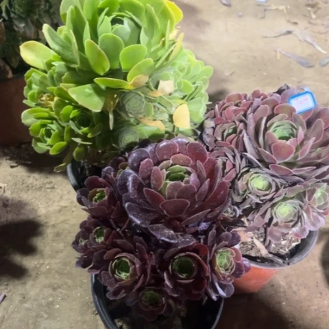 709多肉植物组合