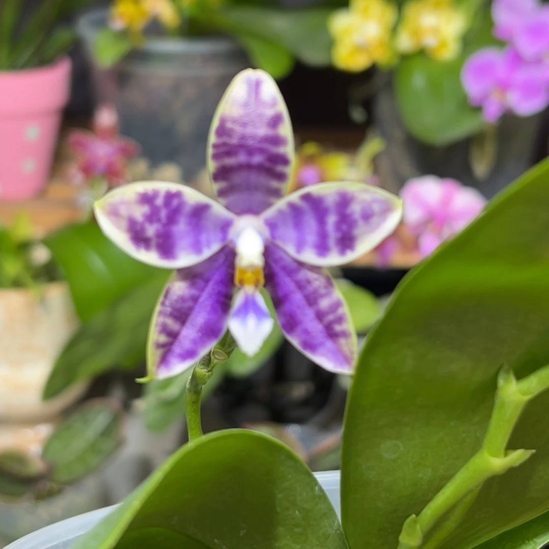 大部分花苞少量开放叶瑕