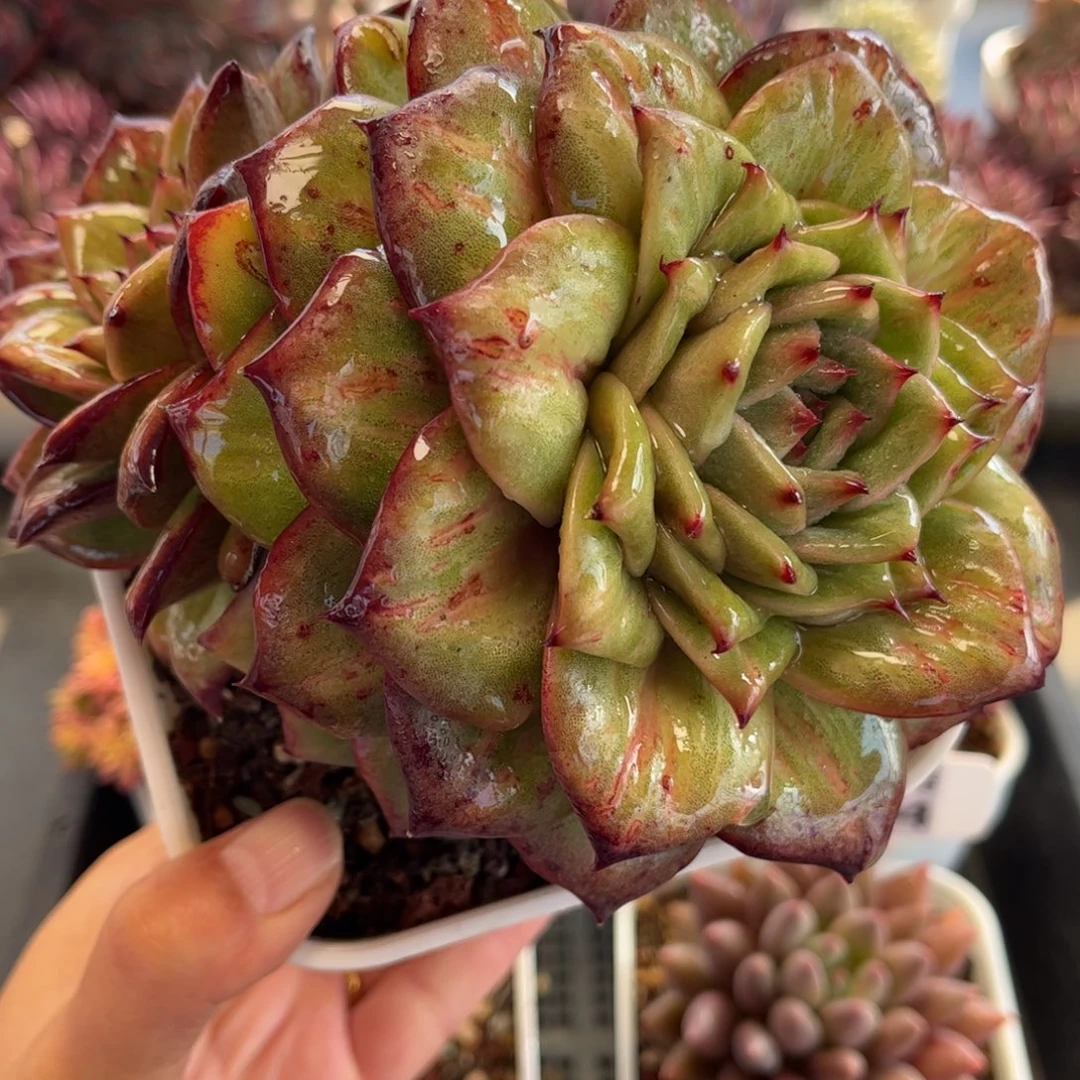 1577 天冷地区必拍保温箱