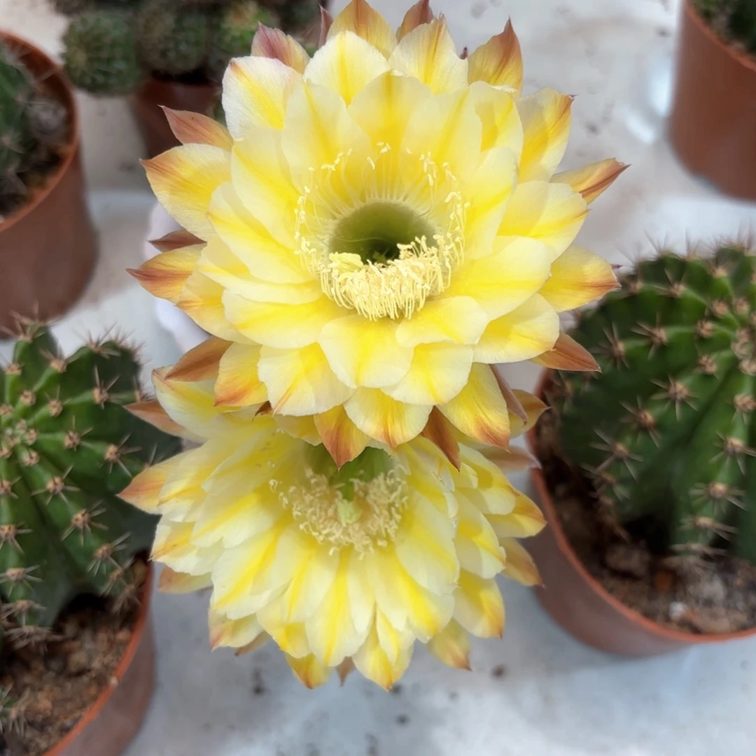 彩草黄白绿眼睛8.5公分左右