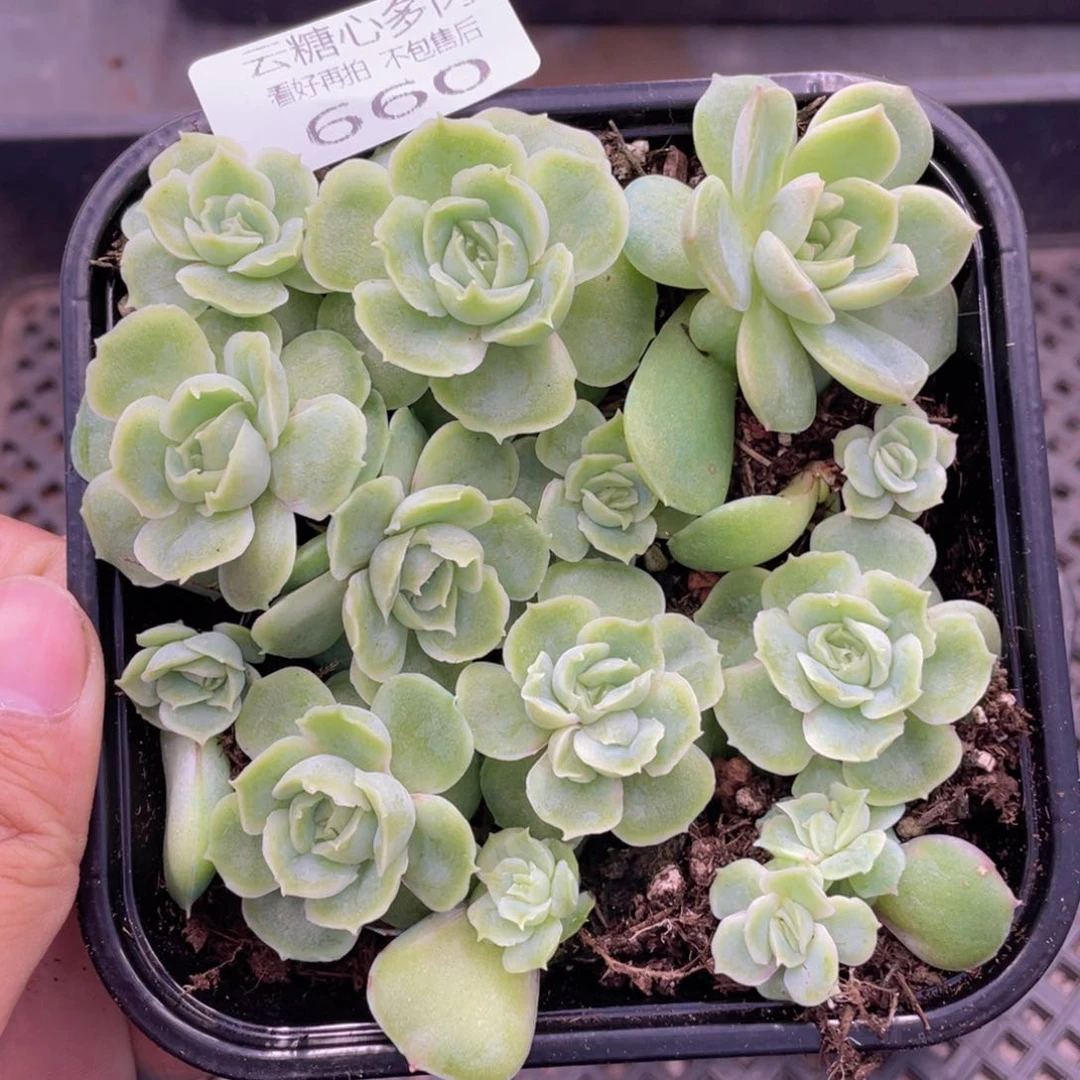 云糖心多肉植物660
