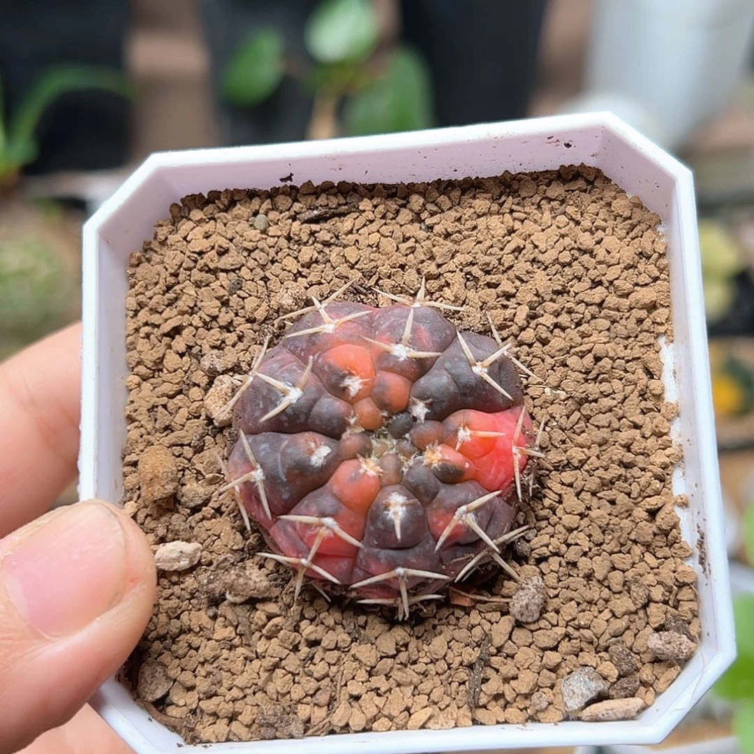 无花朵实生守殿玉锦3.5CM