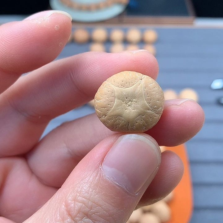 吊坠凤眼菩提20+五星，非质量问题开孔不退