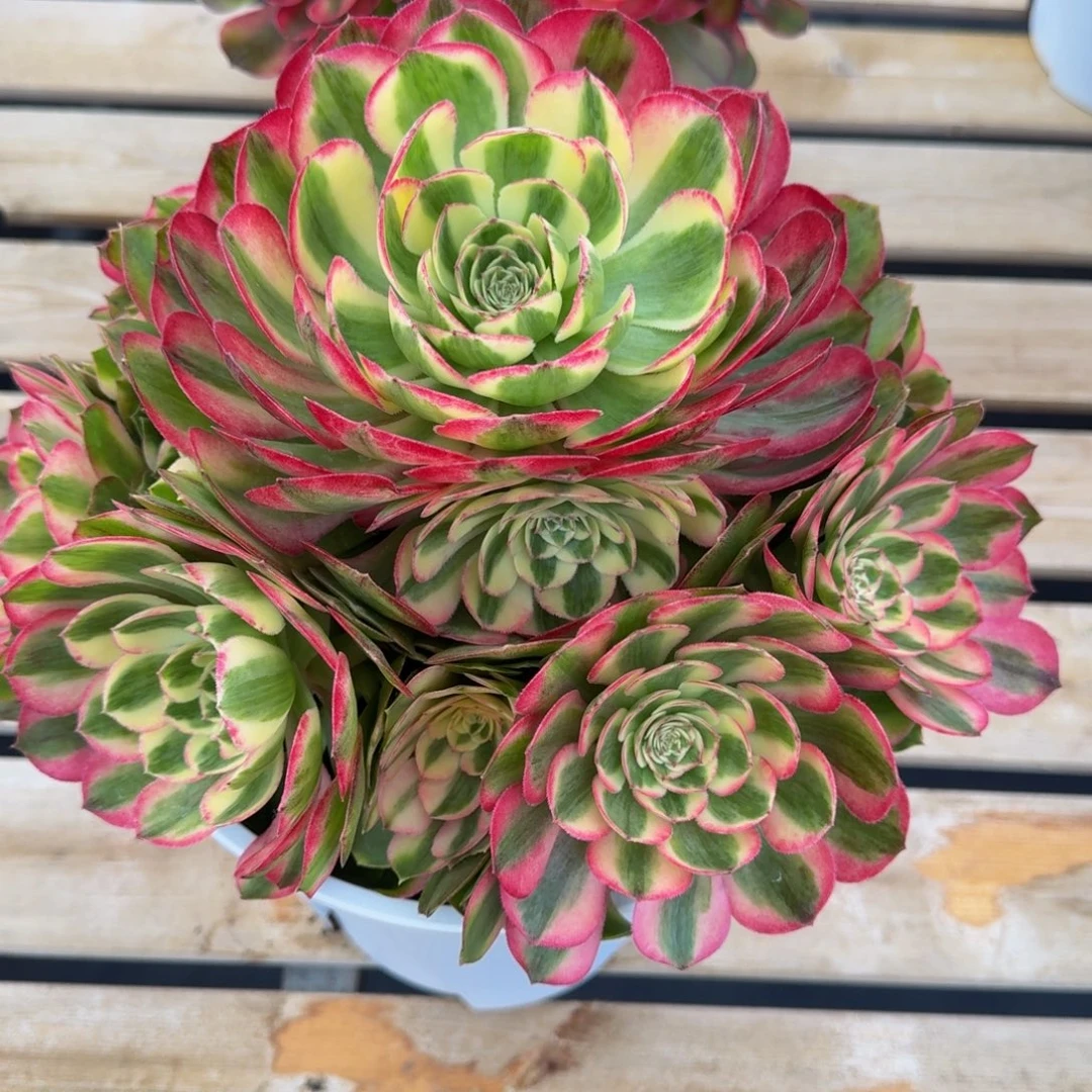 好****变异新精品法师锦