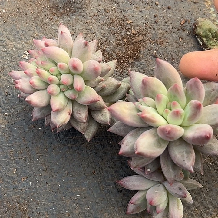 流沙虞美人缀特价一物一拍