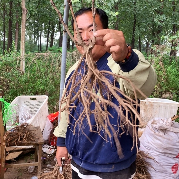 当前无花朵，栽培后可花朵首暗红17