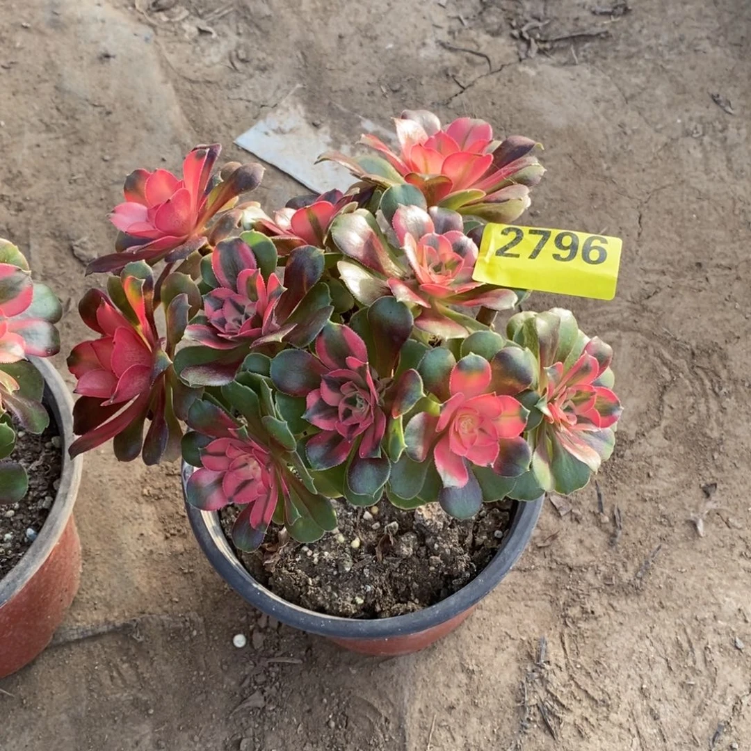 香妃从林多肉法师2796有砍