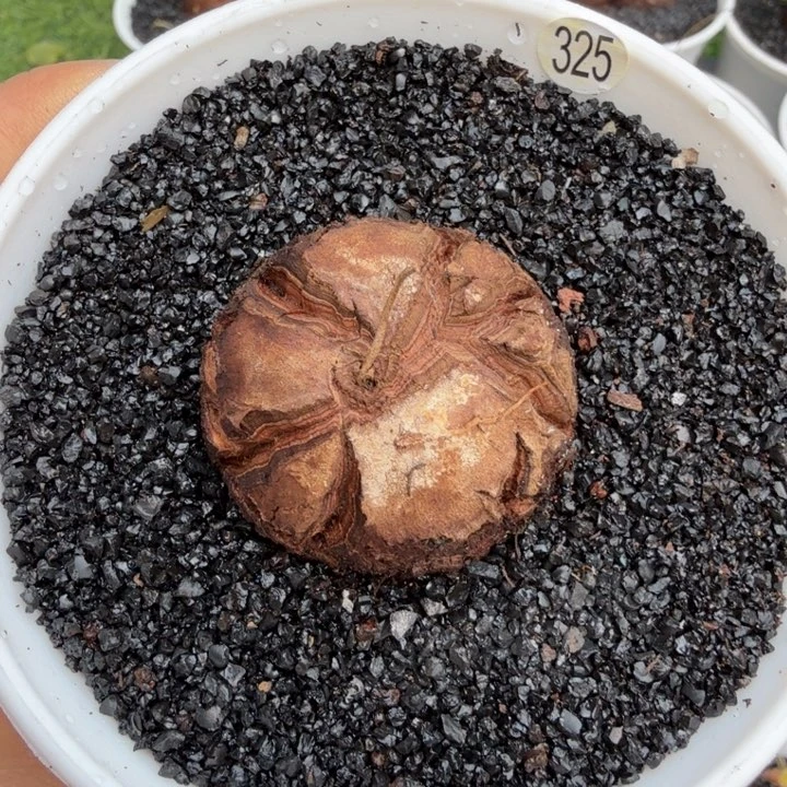 我**白龟甲龙325 (满28包邮)