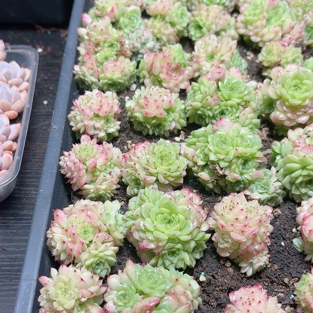 如图品质2颗 新疆西藏内蒙不发