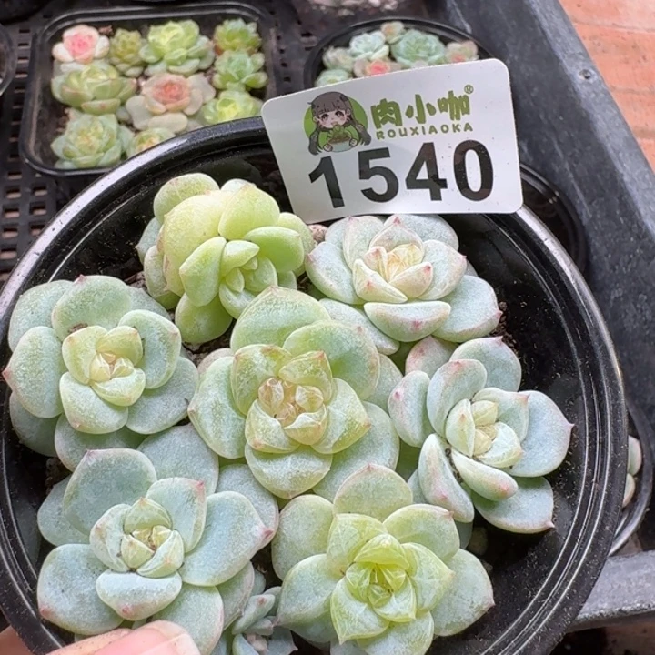 昙***花多肉植物多肉植物