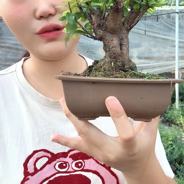 心***n无花朵石榴石榴石榴