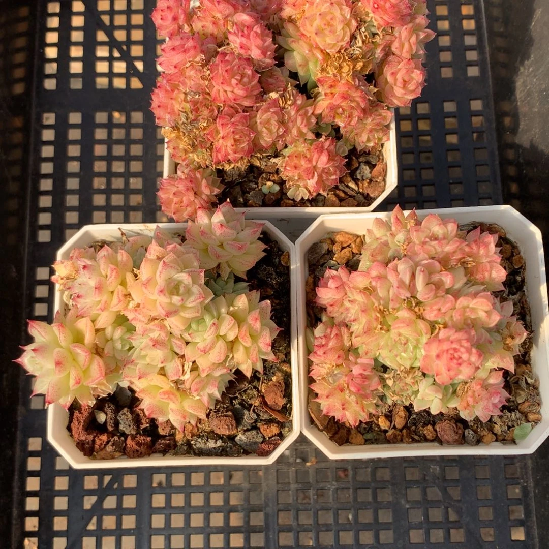 1130-53 套餐一组