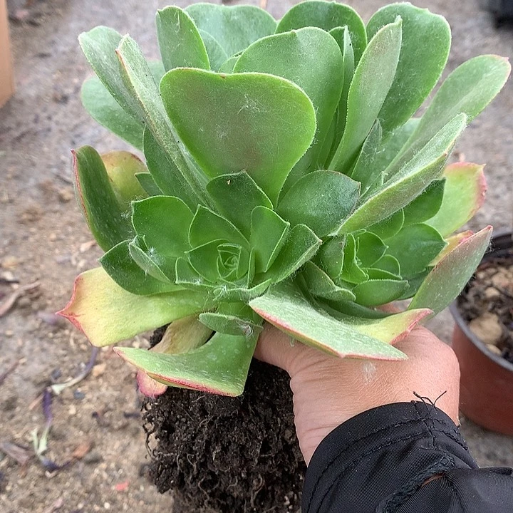 幸**宝811香卢盘多肉植物