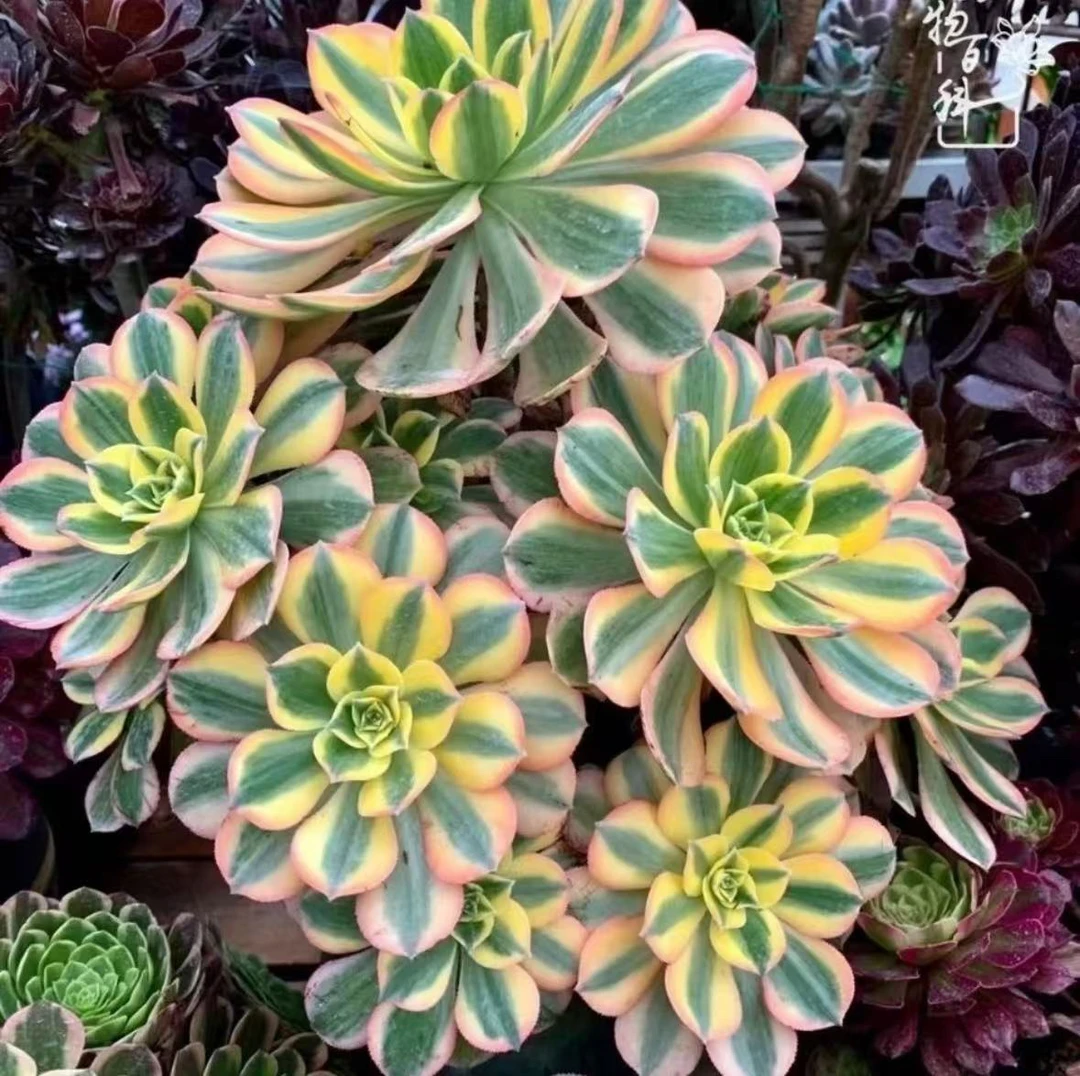 【灿烂】超级好看，好养，多肉植物