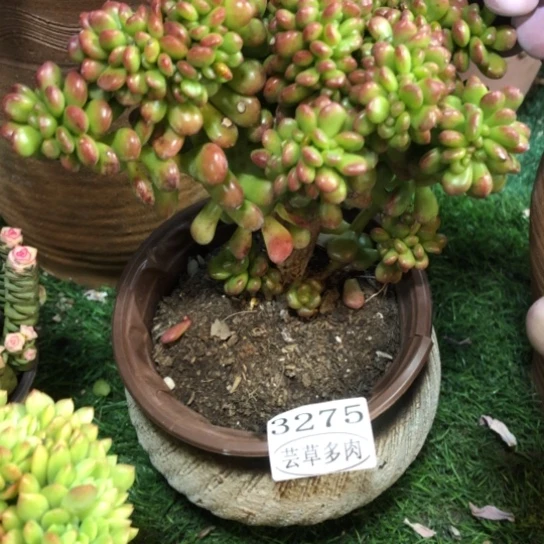 丸叶松绿缀化，3275，