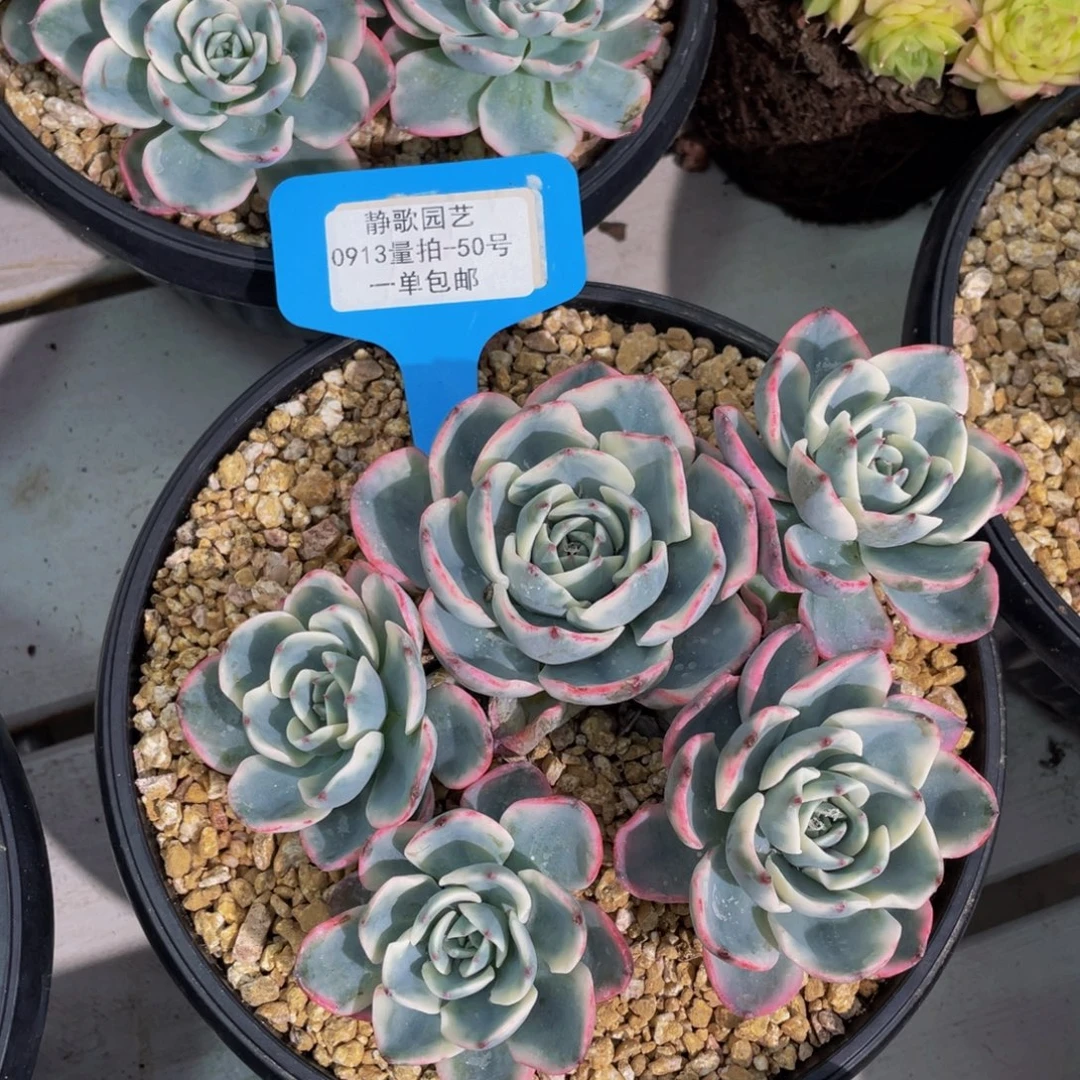 0913-50-泪无痕锦群福利一颗量拍