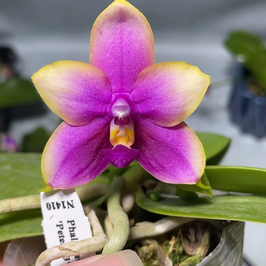 完全开放龙女 开花株 600号