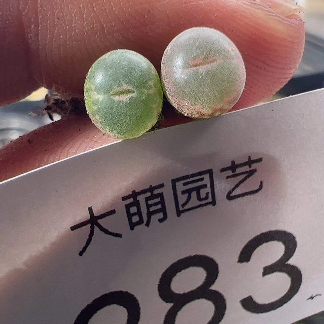 一物一拍正版安格尼斯之眼,283