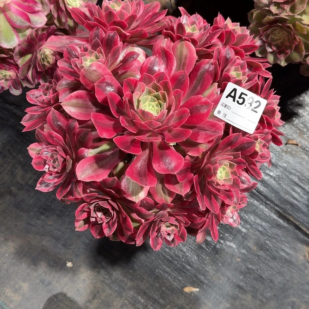 女妖多肉法师a592