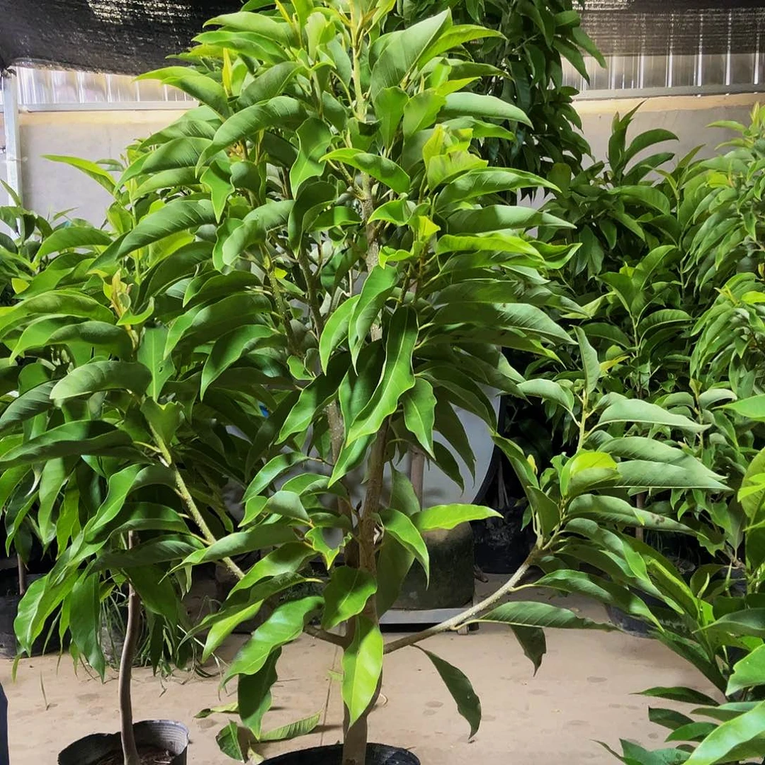完全开放黄兰花福利款