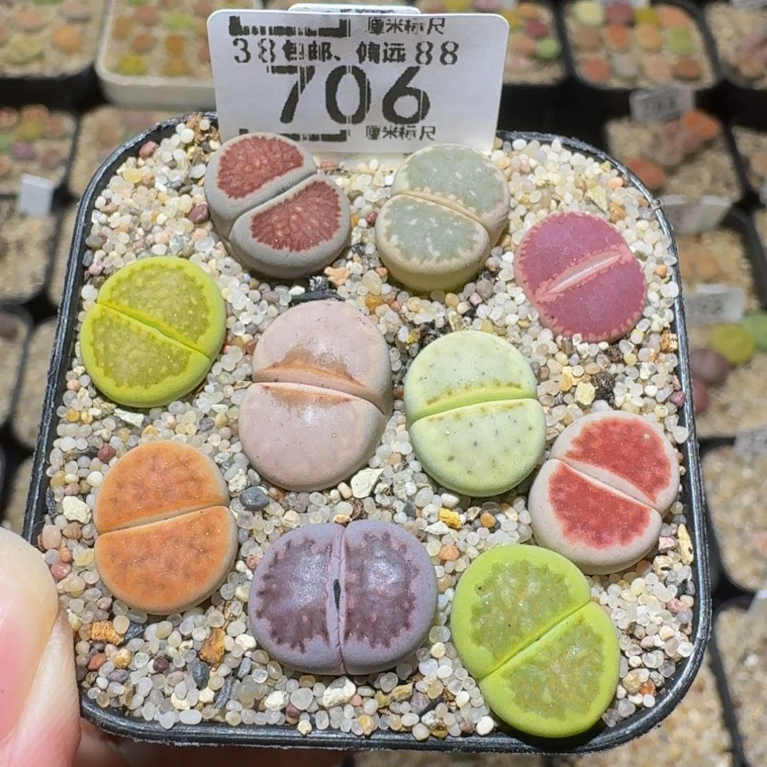 Sssss生石花肉锥706大窗