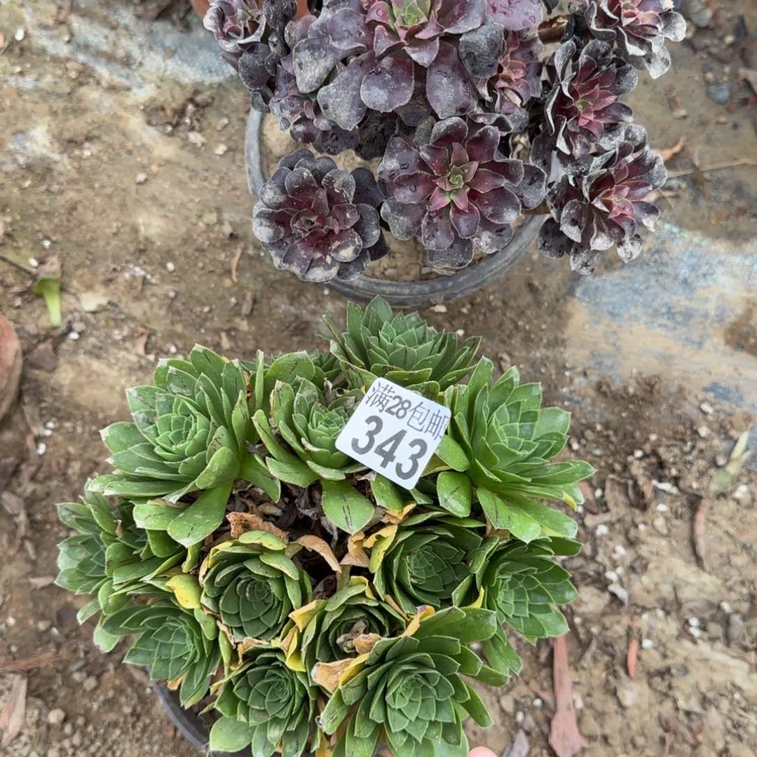 多肉343+赠344多肉满28包邮断枝不包