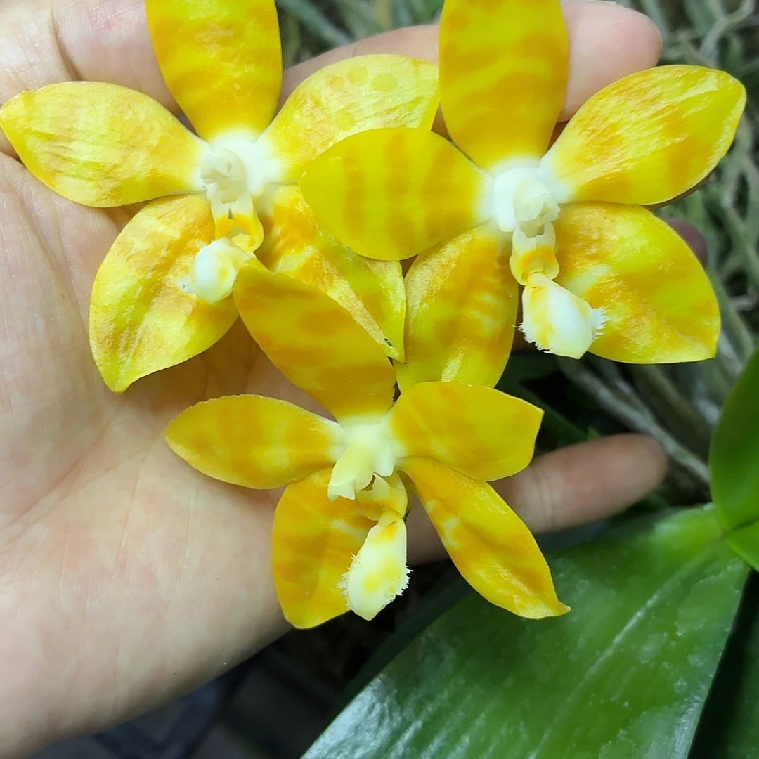 当前无花朵，栽培后可花朵A204板植绿翡翠交快乐糖果