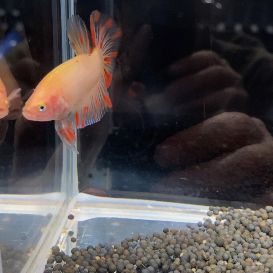 热带鱼公394M*巨斗