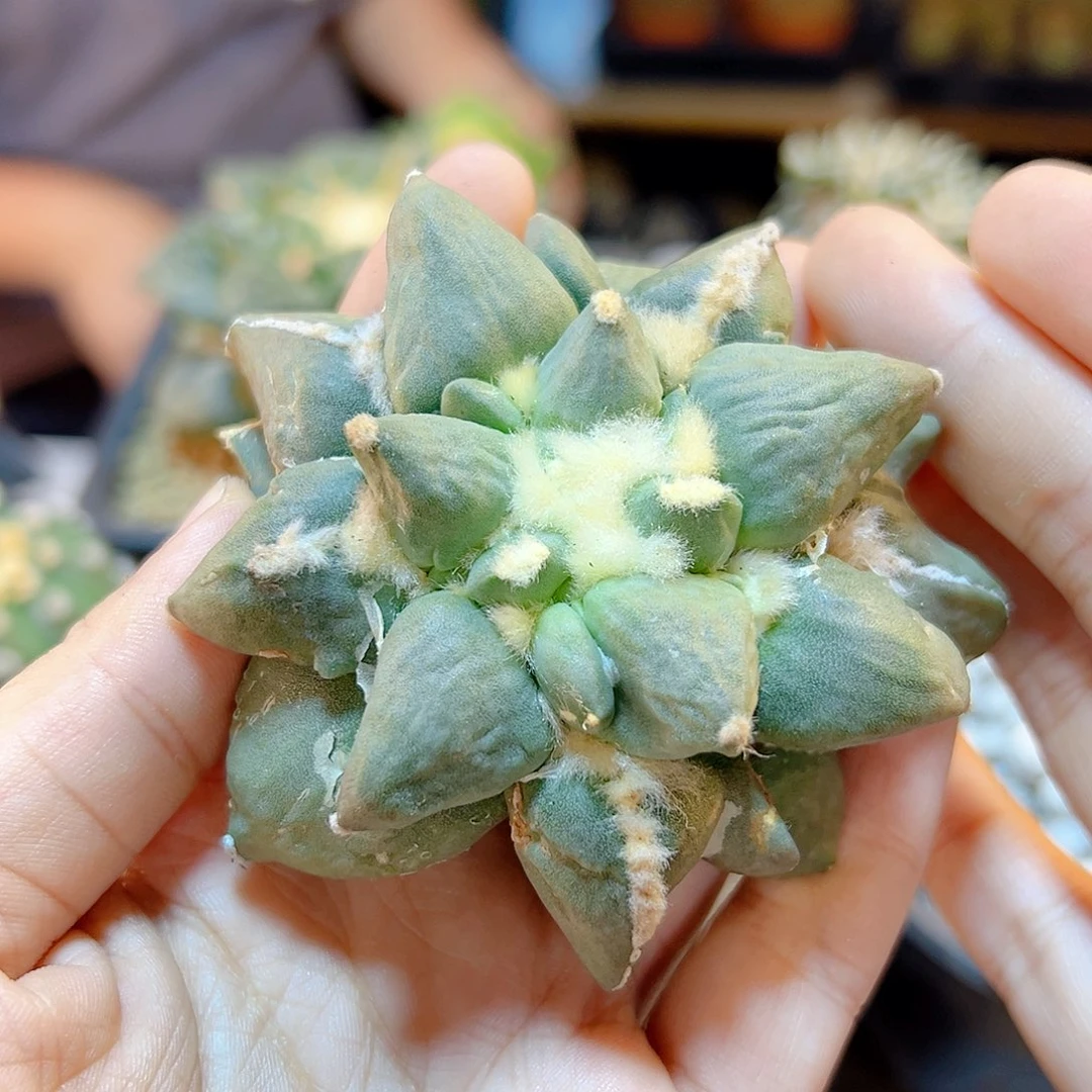 晚22号苗接蛋叉尤无根7.5公分