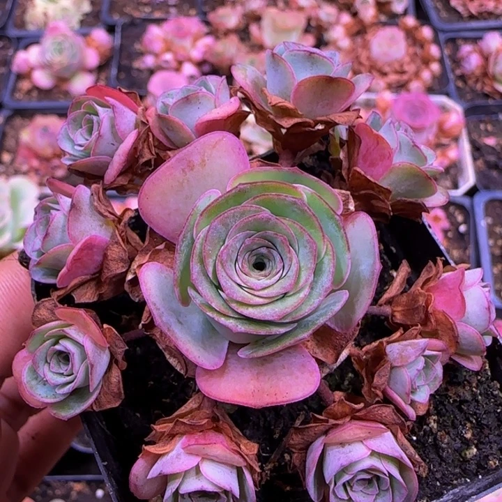 福利捧花123455755555