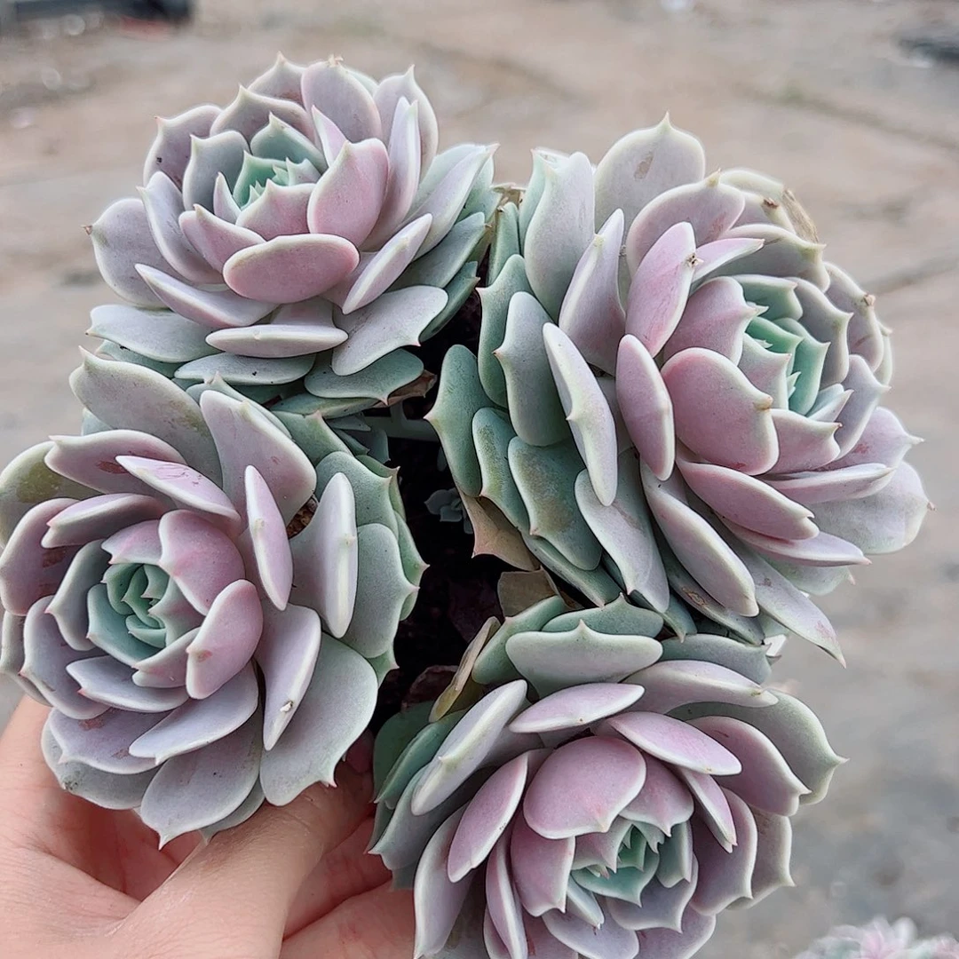 露娜莲多头群生精控特价