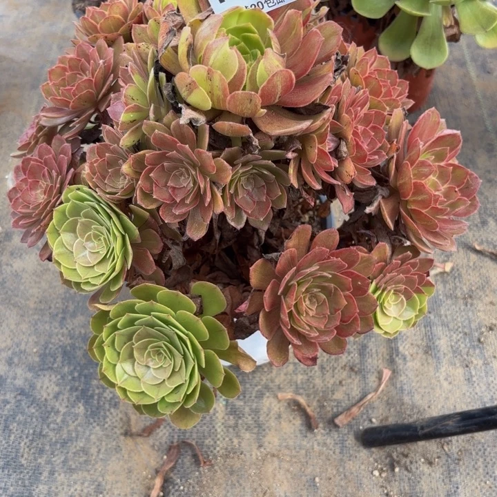 瑞妈多肉园艺062灰姑娘