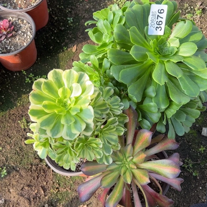 多肉植物3676种植物