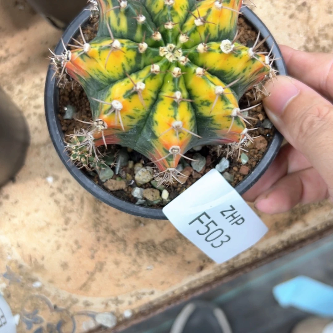 清***然503号米哈仙人球多肉植物