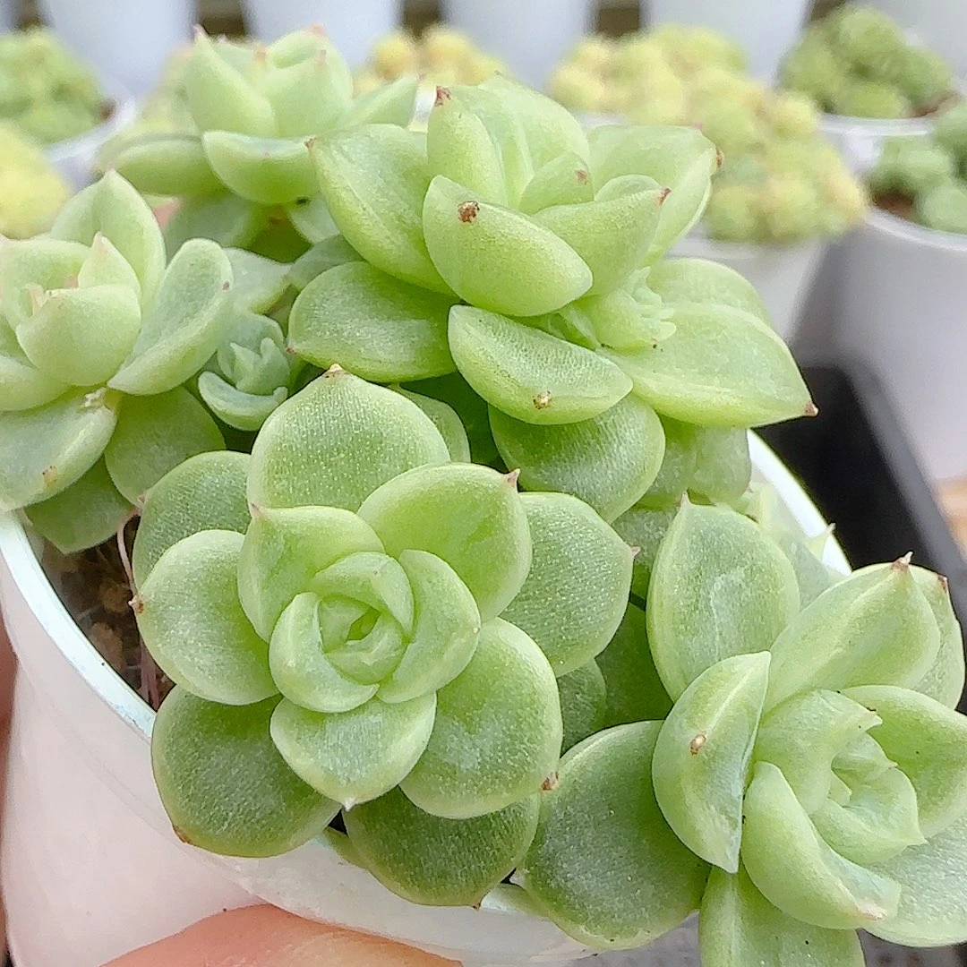 【闪购商品】0924-54瑕疵福利