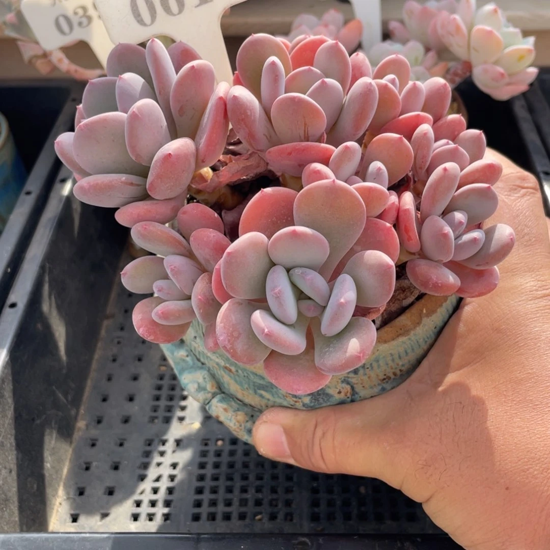 0612灰姑娘不带盆14厘米