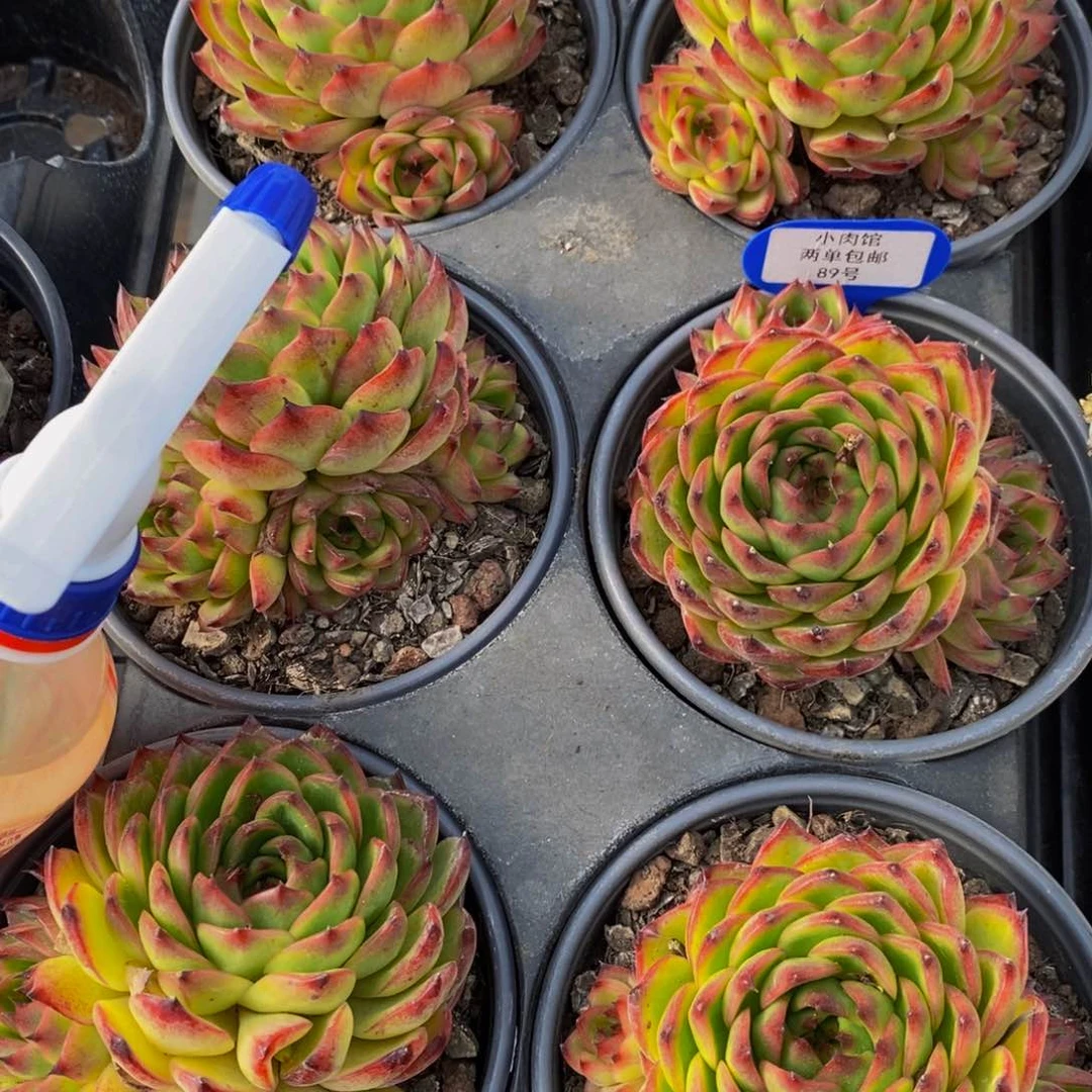 89-精品母本月亮石一个