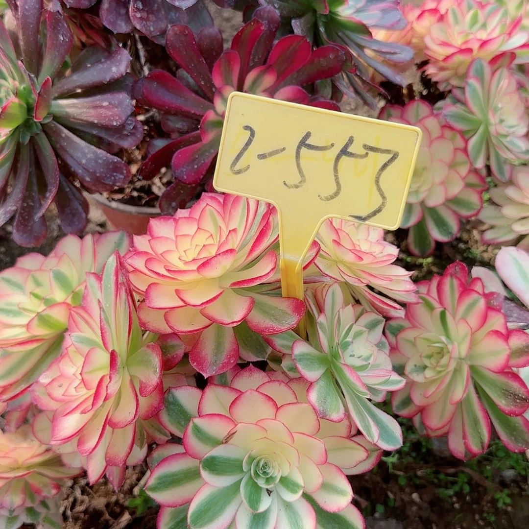 2-553--倾城之恋多头