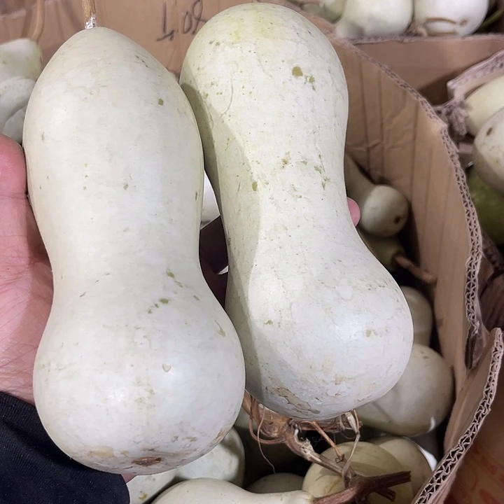 大果紫檀（缅甸花梨）蜗**步