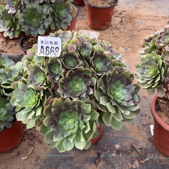 668万圣节不包断枝