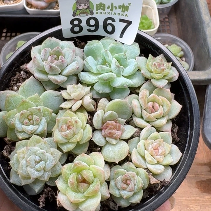 当前无花朵，栽培后可花朵多肉植物多肉植物