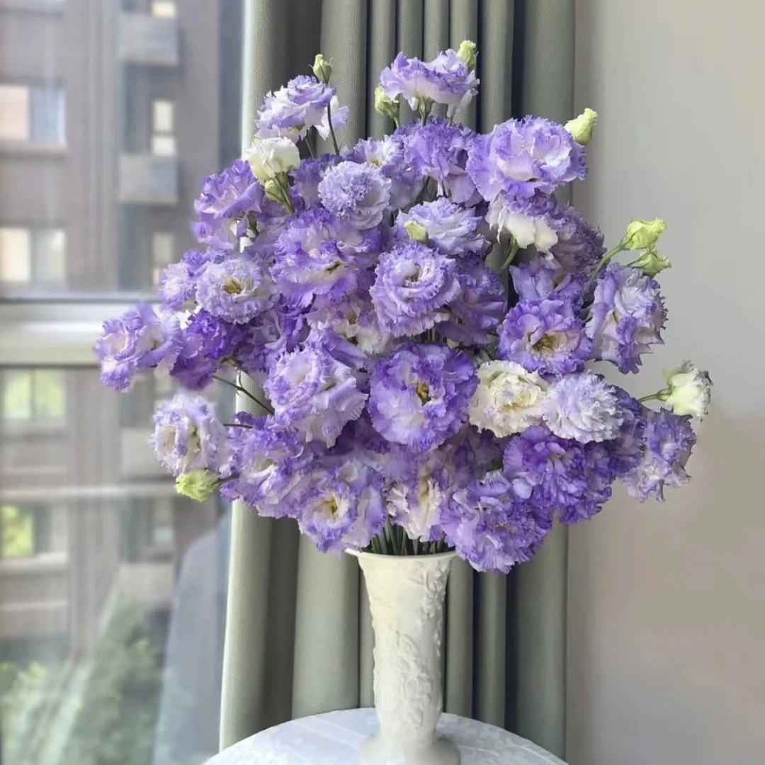 洋桔梗【颜色选拍】盆栽庭院阳台爆花强花卉新手易养护