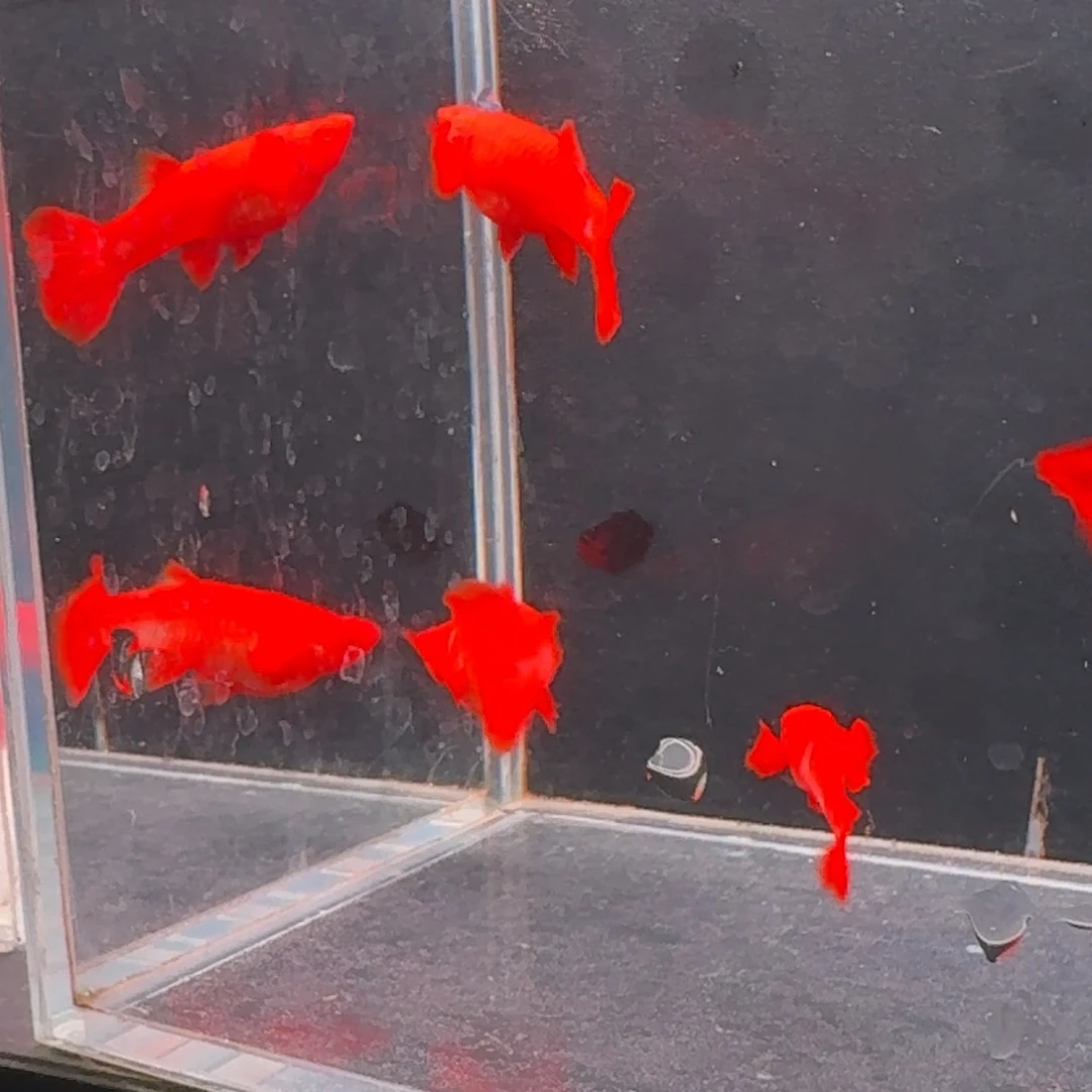 孔雀鱼95红火麒麟2对