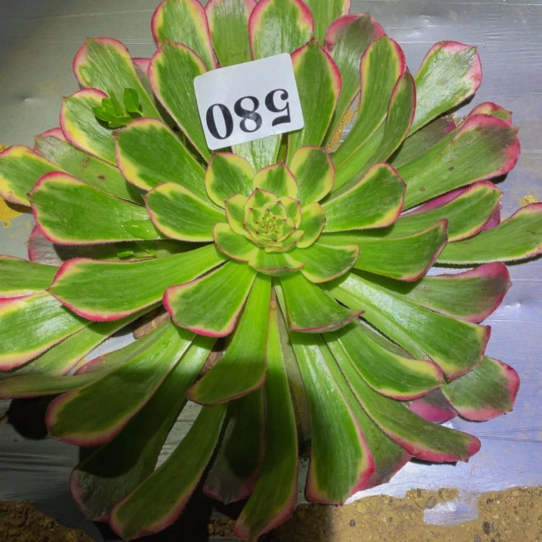 霁月多肉植物多肉580